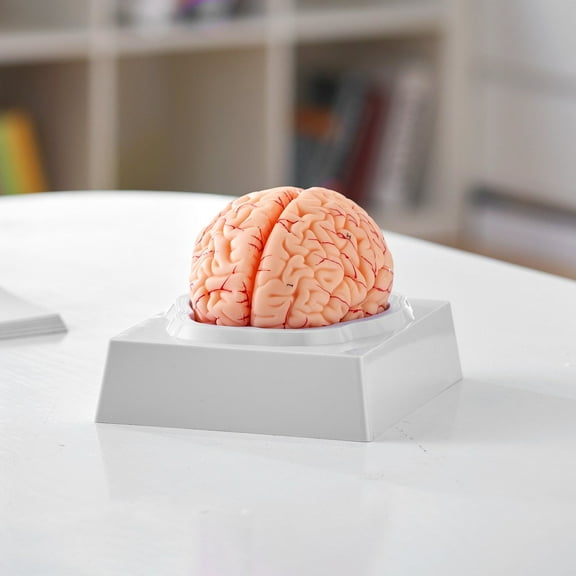 Professional 9-Part Human Brain Model, 1:1 Life Size Anatomically Accurate Detachable Brain with Detailed Labeling, Ideal for Neuroscience Research, Teaching, Learning and Display