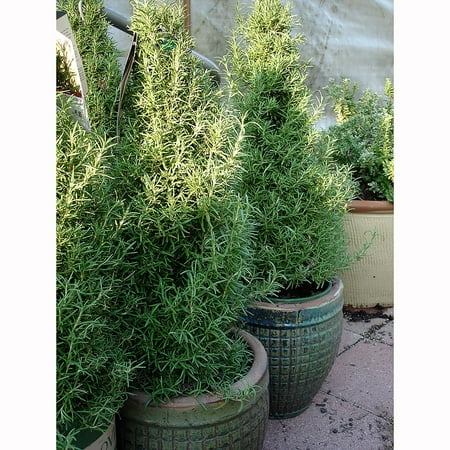 11 in Holiday Rosemary