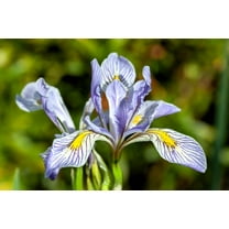 50 Seeds MISSOURI IRIS Missouriensis Rocky Mountain Blue Purple Yellow Flower Seeds