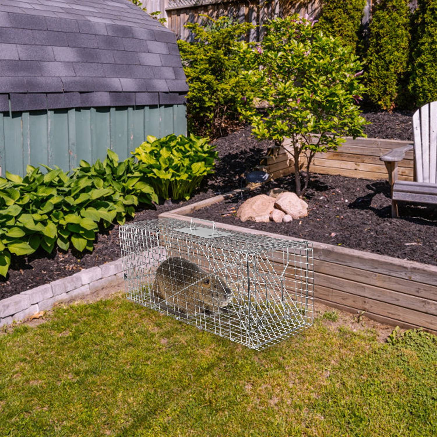 Humane Live Cat Cage 30inch Galvanized Wire Catch Release Collapsible Animal Rodent Cage for Raccoons Beavers Groundhogs Foxes Armadillos Under 16.5lbs
