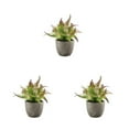 thumbnail image 1 of Decodeary Green Eco-friendly Artificial Money Tree In Pot Long-lasting Durability Realistic Appearance purple rose 3Set, 1 of 6