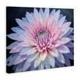 thumbnail image 3 of Stupell Industries Dew Kissed Pink Chrysanthemum Canvas Wall Art design by Tabz Jones, 24 x 30, 3 of 7