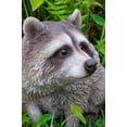 thumbnail image 3 of Hi-Line Gift 87988-B Raccoon Sitting Statue, 3 of 7