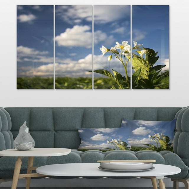 Potato Plant Flowers - Landscape Canvas Art Print