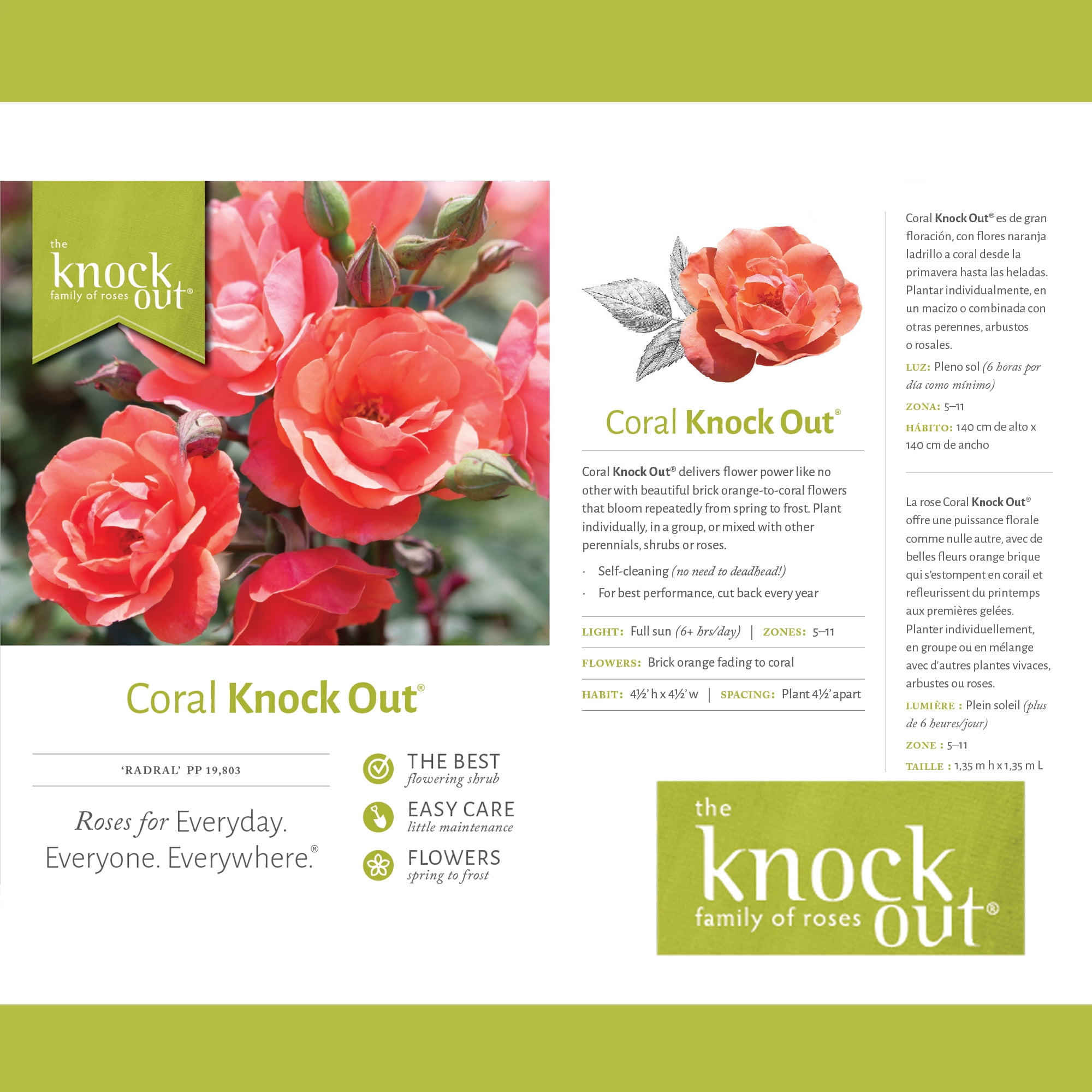 The Knock Out® Family of Roses 'The Coral Knock Out® Rose' Live Shrub in 1-Gallon Grower Pot