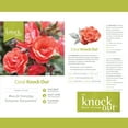 thumbnail image 6 of The Knock Out® Family of Roses 'The Coral Knock Out® Rose' Live Shrub in 1-Gallon Grower Pot, 6 of 12