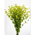 thumbnail image 1 of 100 GREEN GOLD BUPLEURUM Griffithii Rotundifolium Hares Ear Thoroughwax Flower Seeds, 1 of 1