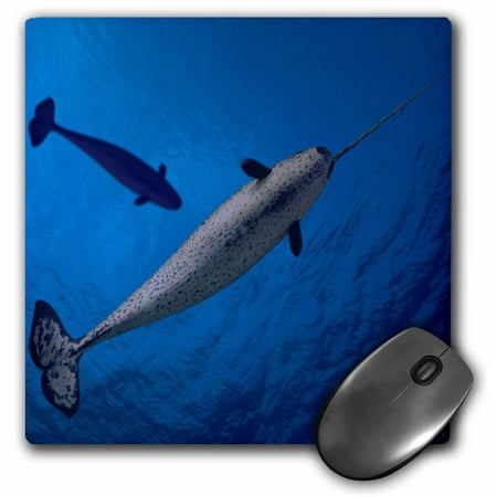 - 3dRose The Narwhal lives mainly in the High Arctic, often amongst the pack ice and generally offshore, Mouse Pad, 8 by 8 inches