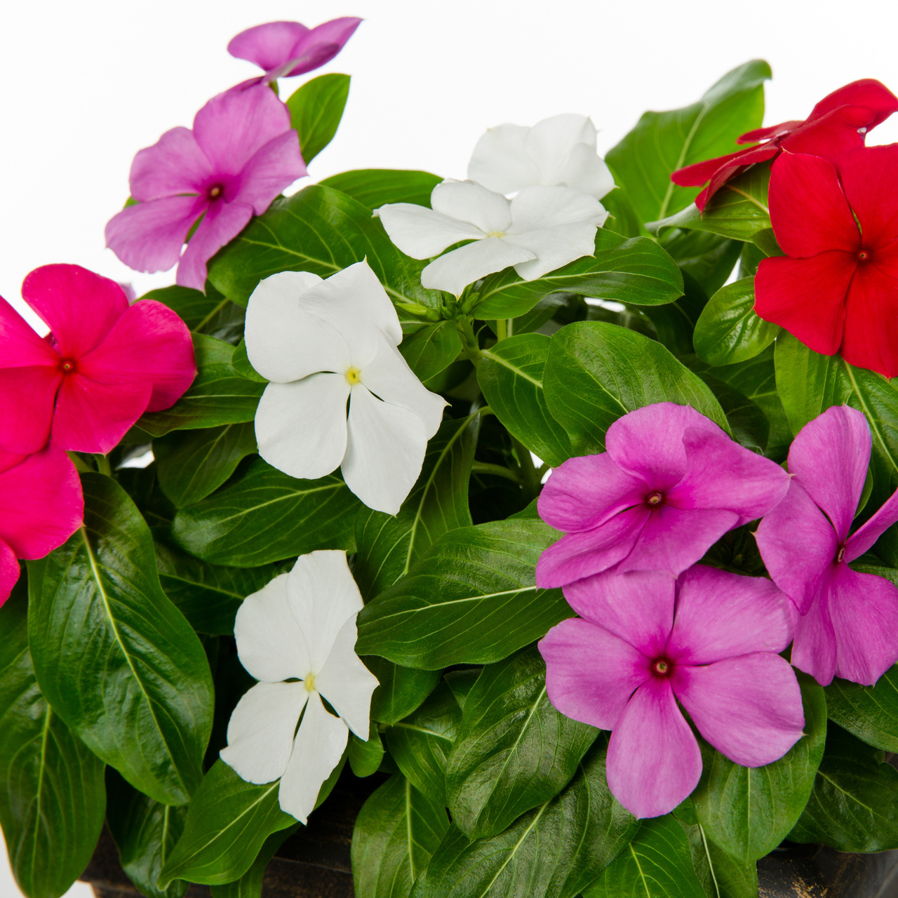 Expert Gardener 1.5 gal Pink Red White Vinca Live Annual Plant Hanging Basket, Full Sun