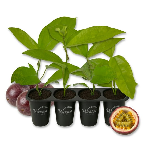 Purple Possum Passion Fruit Plant - 4 Live Starter Plants - Passiflora Edulis - Edible Fruit Bearing Vine for The Patio and Garden