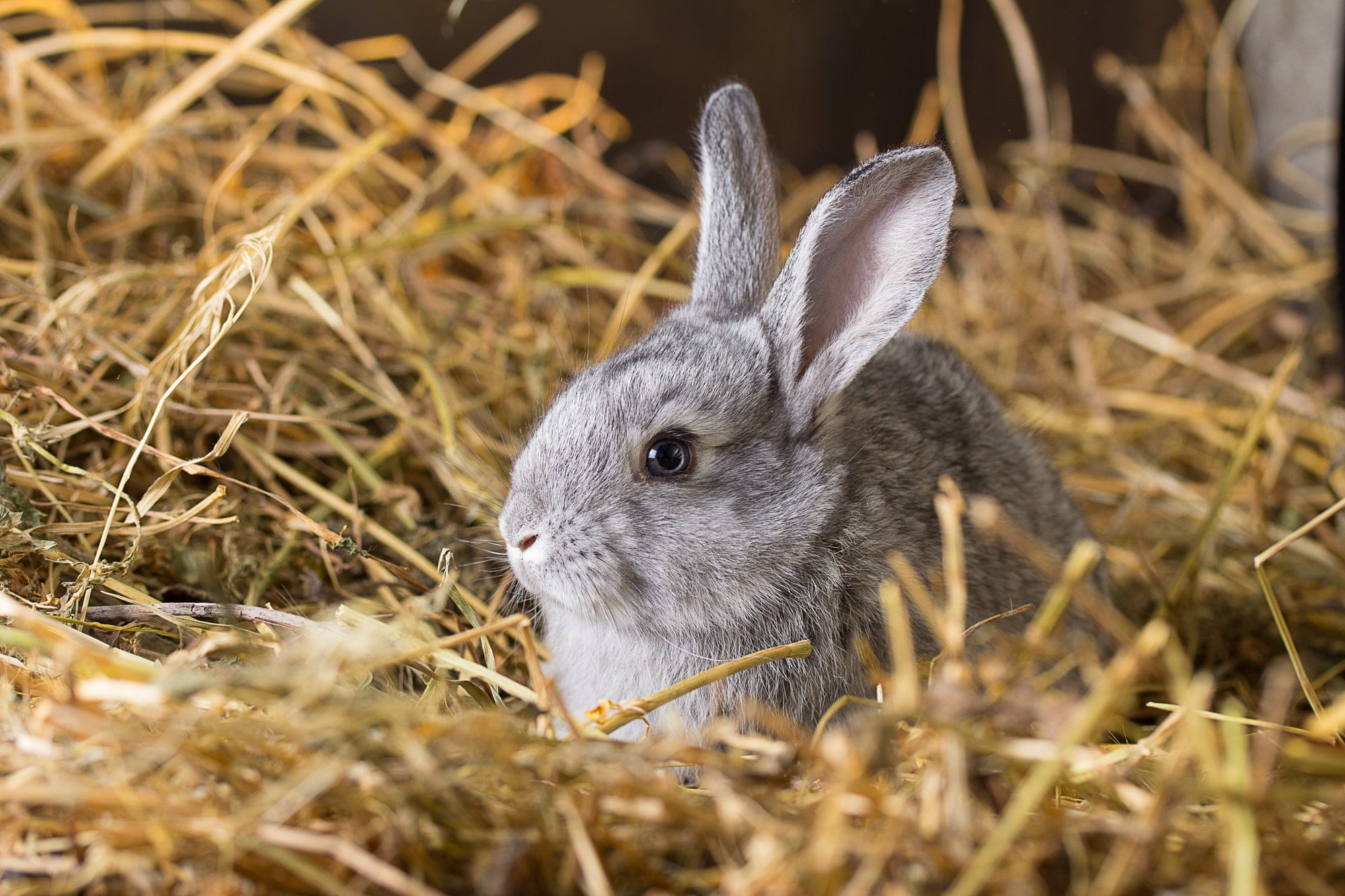 Straw for Feral Cat Houses Organic STRAW BALE Unicorn Shelters Decorative  Straw Bale Straw Bedding Straw for Garden Pet Bedding 