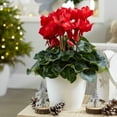 thumbnail image 3 of 1 Live Red Cyclamen Plant, Indoor Perennial Flower 4–8 inch, thrives in Bright Indirect Light, 3 of 6