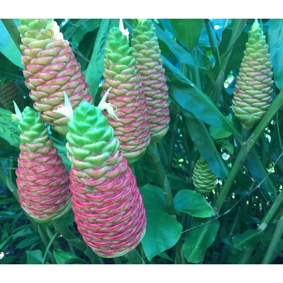 Pack 4 Hawaiian Awapuhi Shampoo Ginger Rhizomes Pinecone Ginger Red Ginger Lily Bulbs  Zingiber Zerumbet Roots, Grow Indoor or Outdoor