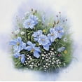 thumbnail image 2 of Motz, Peter 15x15 Black Ornate Wood Framed with Double Matting Museum Art Print Titled - Blue flowers, 2 of 4