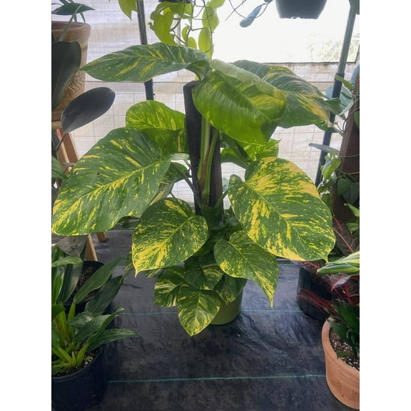 10 Inch Pot - 3.5 ft tall With Pole Giant Hawaiian Pothos plant, Get them just like the picture! , in USA