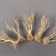 thumbnail image 3 of Ounissouiy Driftwood Aquarium Trunk Mikie Dry Small Deadwood Bonsai Light No flotante Fácil de limpiar Rama pequeña Decoración de tanque de agua Decoración Grande Ounissouiy HA071304-01, 3 of 6