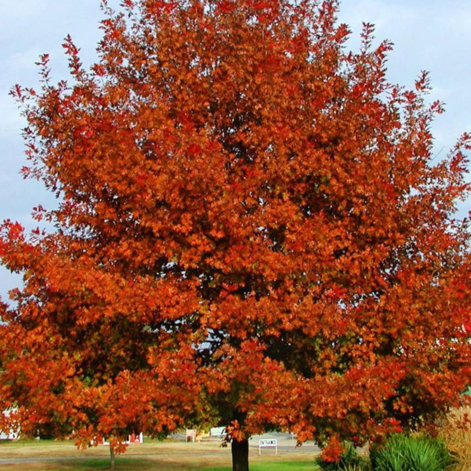 Expert Gardener 3-4 ft. tall Shumard Oak Live Tree in 7- Gallon Grower Pot