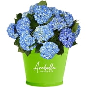Arabella Bouquets 20 Shocking Blue Hydrangea