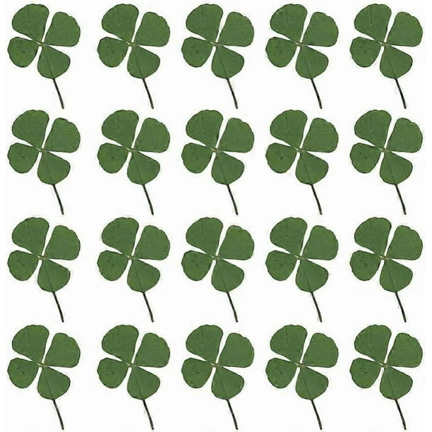 24pcs Natural Pressed Dried Flowers Four-Leaf Clover Leaf Plant for DIY Resin Jewelry Making Art Craft
