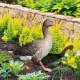 thumbnail image 4 of Duck Decor Realistic Life-like Ornamental Double-sided Printing Rustic Acrylic Garden Poultry Statue for Yard, 4 of 7