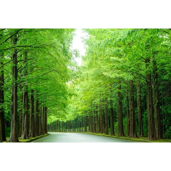 Serendipity Seeds 10" California Redwood Live Plants in 4" Grower Pots (10 Count)