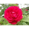 thumbnail image 2 of Sumerlin Red Rose I Wall Decal, 2 of 2