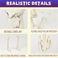 thumbnail image 4 of Crazy Bonez Pose-N-Stay Halloween Skeleton, Realistic, Fully Poseable Indoor & Outdoor Decoration, Durable Weather-Resistant Spooky Prop for Yard, Porch, Haunted House, 4 of 7