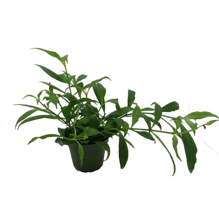 Fire Lipstick Plant - 4" Pot - Aeschynanthus radicans