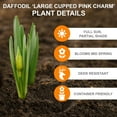 thumbnail image 3 of Garden State Bulb Narcissus Large Cupped Pink Charm Daffodil Flower Bulbs, 16/18cm (Bag of 50), 3 of 8
