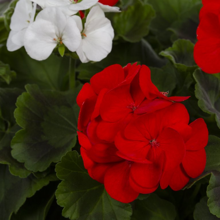 Expert Gardener 1.25gal Multicolor Seed Geranium Live Annual Plant  Decorative Pot - Walmart.com