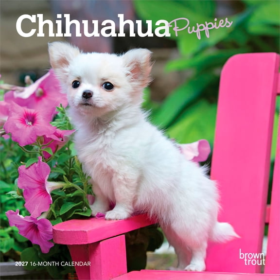 Chihuahua Puppies | 2027 7x14" (Hanging) Mini Wall Calendar