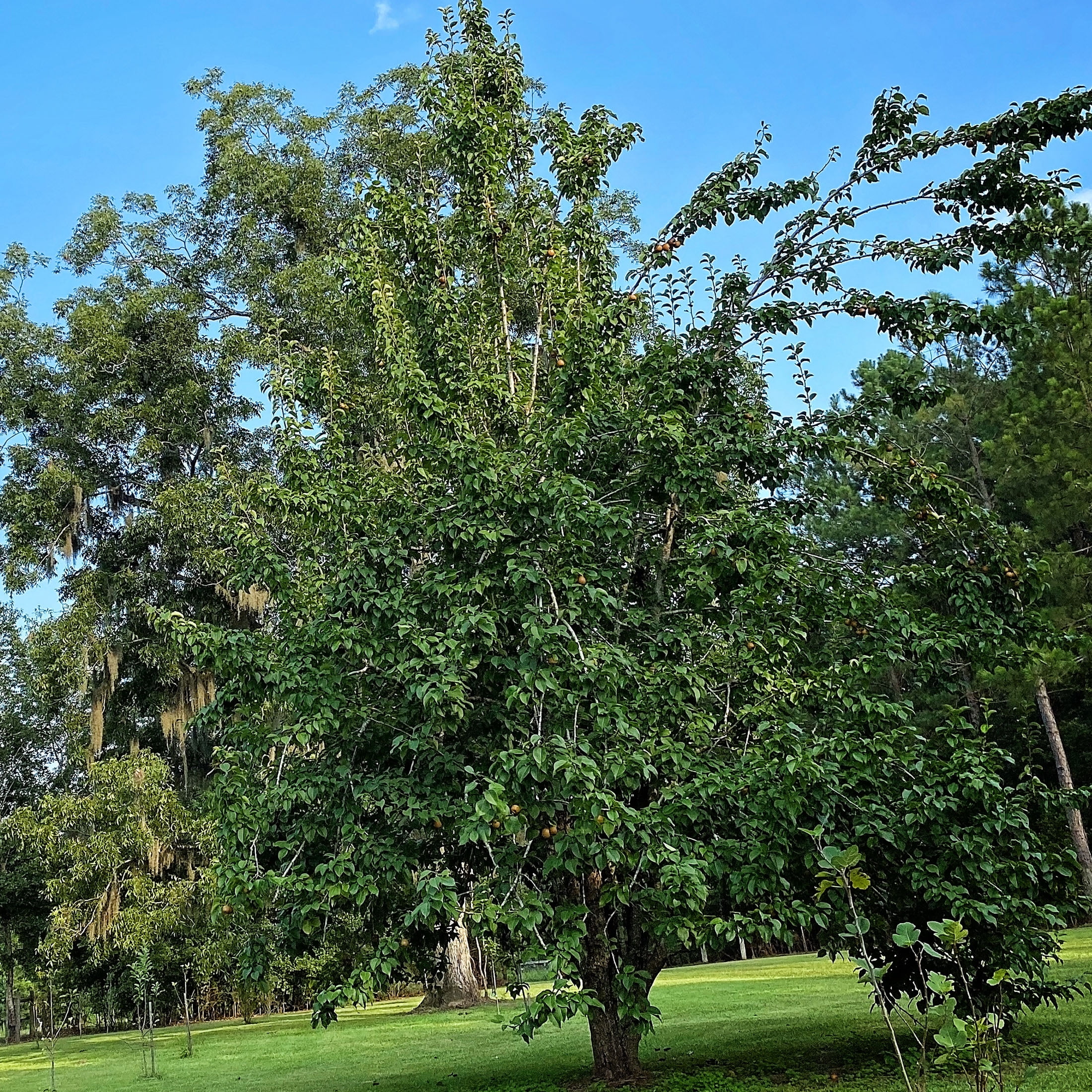 Expert Gardener 1- 1.5 ft tall Korean Giant Asian Pear Live Tree in 1-Gallon Grower Pot