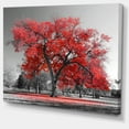 thumbnail image 2 of Designart 'Big Red Tree on Foggy Day ' Landscape Canvas Art Print, 2 of 3