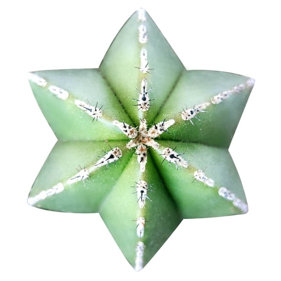 Pachycereus Marginatus Mexican Fence Post Cactus - 4 inch   Clay Pot