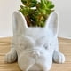 thumbnail image 5 of Maceta de resina con forma de perro para suculentas | Mini maceta con forma de perrito para suculentas y hierbas | Decoración para el hogar y la oficina | Blanco, 5 of 5