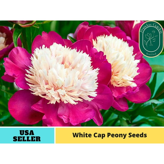 10  Seeds| White Cap Peony Seeds - Authentic Seeds - Perennial Seeds~ GMO Free ~Flower seeds~ Vegetable seeds~ Asian Garden~ Herbs B5G1#B008
