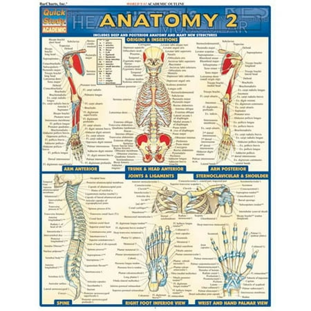 BarCharts- Inc. Anatomy 2