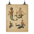 thumbnail image 2 of Print: Mermaid--Mermaids Exhibited Successively In The Years 1758, 1775,, 2 of 4