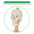thumbnail image 4 of Life Size Human Anatomical Anatomy Skeleton Medical Model, Stand New, 4 of 10