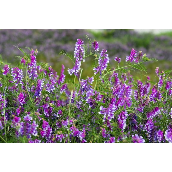 100 HAIRY CROWN VETCH (Russian Vetch) Vicia Villosa Flower Vine Seeds