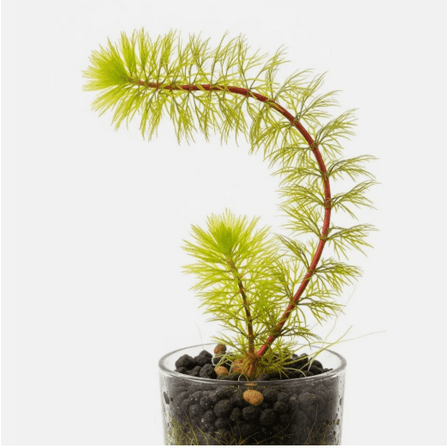 Myriophyllum Heterophyllum (Myrio Red) – Live Freshwater Aquarium Plant Bunch for Fish Tanks