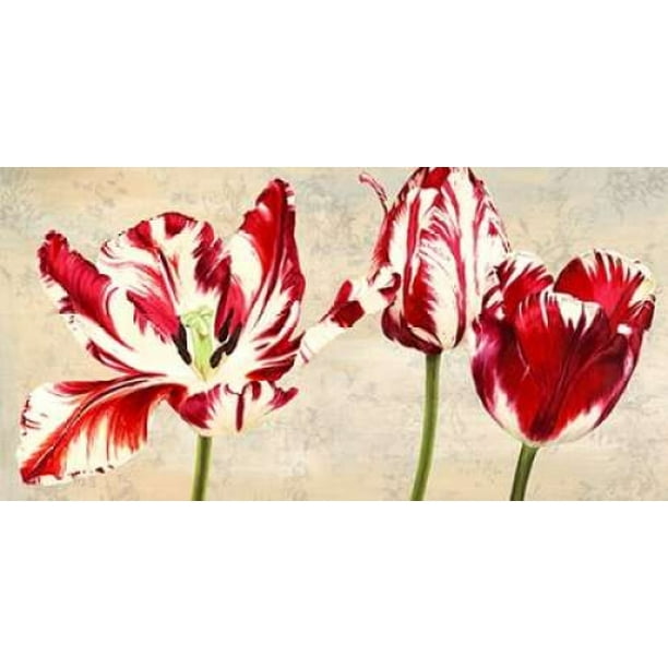 Posterazzi Tulipes Royales Canvas Art - Luca Villa (24 x 48) - Walmart ...