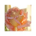 thumbnail image 3 of Kit de pintura de diamante 5D para adultos bordado flor decoración de arte para el hogar regalos de bricolaje Flor rosa Sunnimix Kit de pintura de diamante 5D, 3 of 5