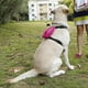 thumbnail image 2 of Arnés para perros grandes perfecl Arnés Reflect Light con correa de nailon Multicolor S, 2 of 9