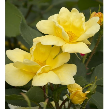 Sunny Knock Out Rose - Disease Resistant -Yellow Blooms - 4