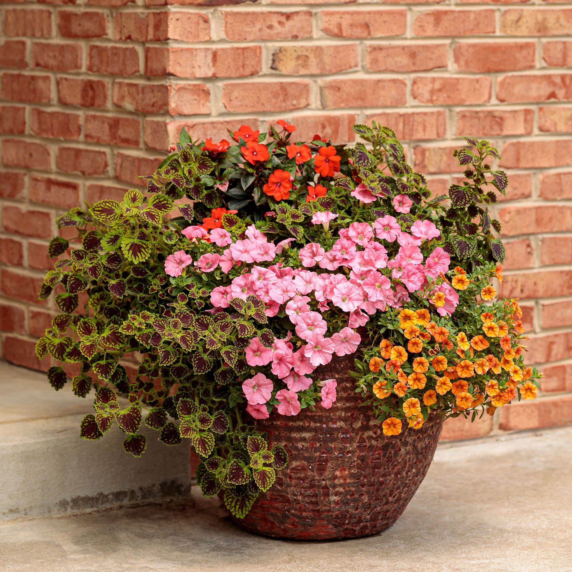 Proven Winners 4" Multicolor ColorBlaze Chocolate Drop Coleus Live Plant in 4.25" Pot (4 Count)