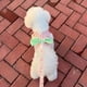thumbnail image 3 of Stripe Dog Cat Harness and Lead Leash Cute Pet Vest Harness With Bow Puppy Kitten Outdoor Walk Training Accessories Breathable ShopWise Round, 3 of 9