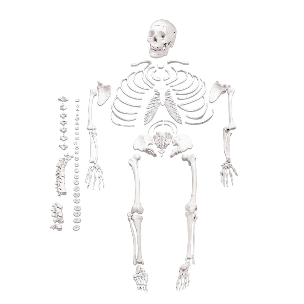 Appendicular Skeleton, skeletal Muscle, organ System, Vertebral column, human  Skeleton, Worksheet, skeleton, function, Anatomy, hip | Anyrgb