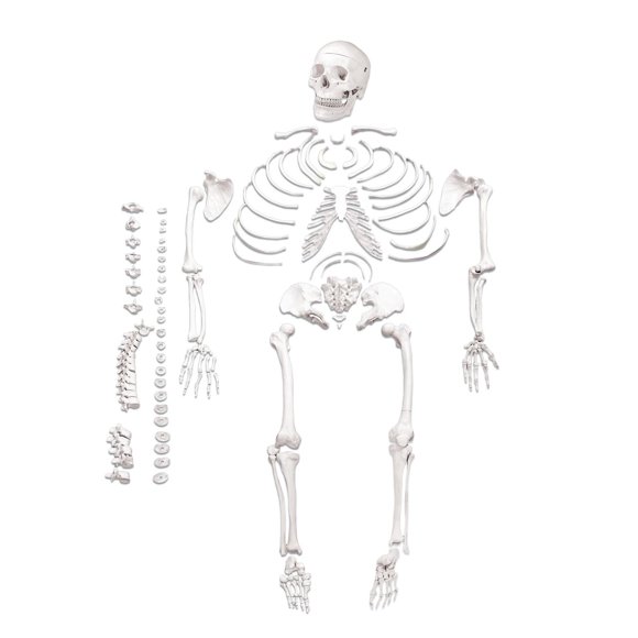 Isaac Technologies IC-B10220 Life Size, Disarticulated Human Skeleton | 3 Part Skull | One Hand & Foot Loosely Wired | Includes Labeled Diagram