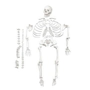 Vision Scientific Full Size Disarticulated Human Skeleton